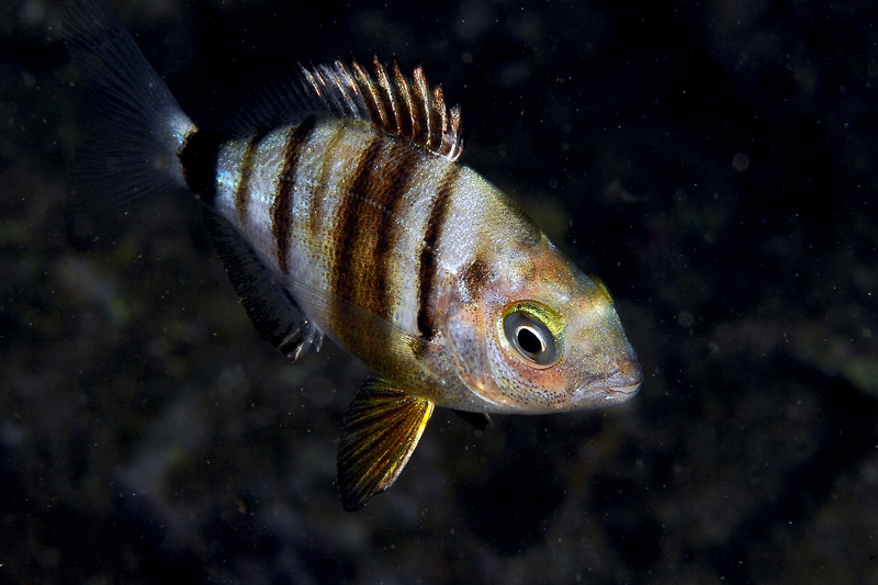 Giovane Diplodus sp. in livrea notturna